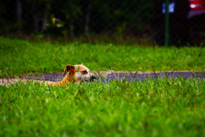 Close-up of horse on field