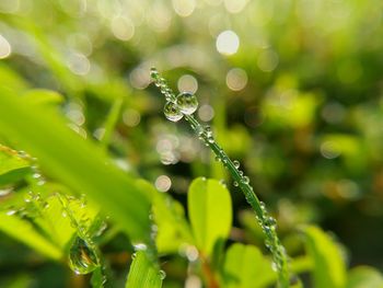 Close-up of water drops on plant