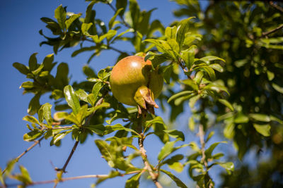 Low angle view of fruits growing on tree against sky