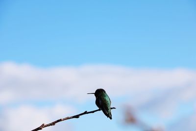 Low angle view of bird perching against clear blue sky