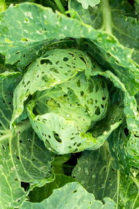 Cabbage damaged insects pests close-up. plant diseases