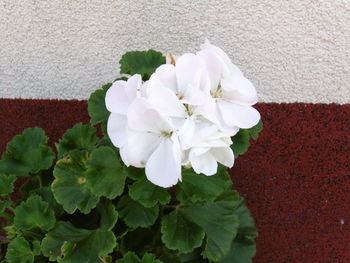 Close-up of white flowers blooming outdoors