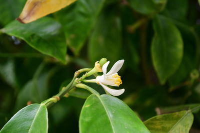 Close-up of flowering plant