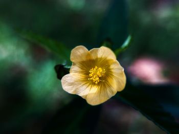 flowering plant