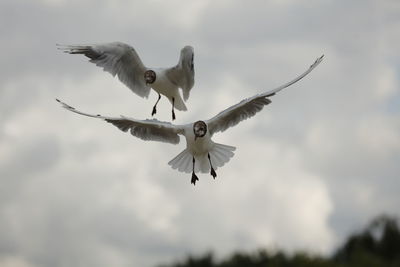 Low angle view of seagull flying