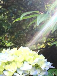 Close-up of white flowers blooming outdoors