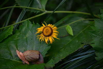 Close-up of yellow flowering plant