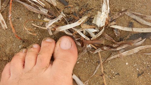 Low section of person on sand at beach