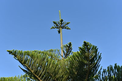 Low angle view of palm tree against clear blue sky