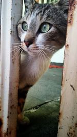 Close-up portrait of cat