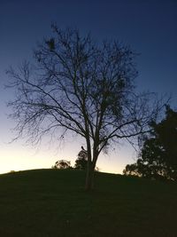 Silhouette bare tree on field against clear sky