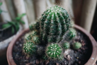 Close-up of cactus growing in pot