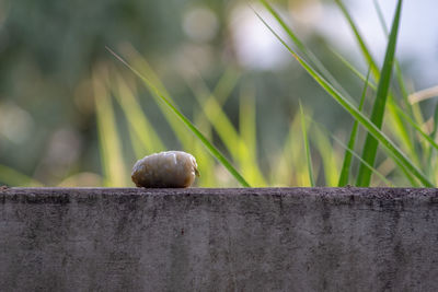 Close-up of snail on wood