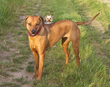 Dog standing on field