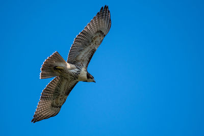 Low angle view of eagle flying against clear blue sky