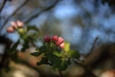 Close-up of red flowering plant