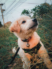 Dog looking away on field