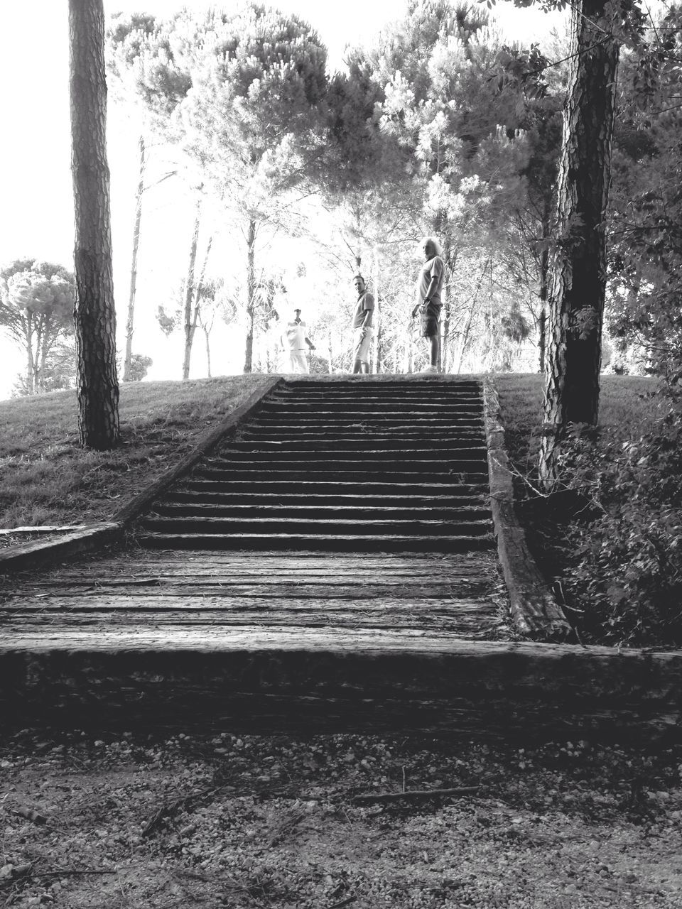 tree, built structure, architecture, building exterior, wood - material, steps, day, tree trunk, growth, outdoors, no people, railing, park - man made space, sunlight, closed, window, house, metal, fence, nature