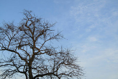 Low angle view of bare trees against sky