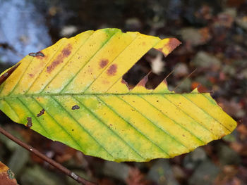 Close-up of leaves