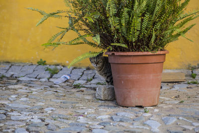 Potted plant on wall