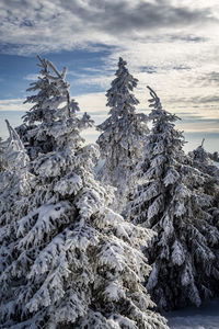 Frozen plants against sky during winter