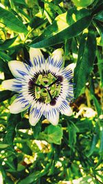 Close-up of passion flower blooming outdoors