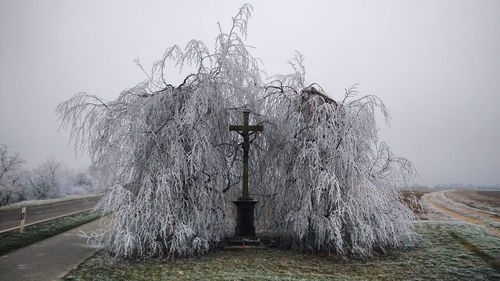 Road passing through forest