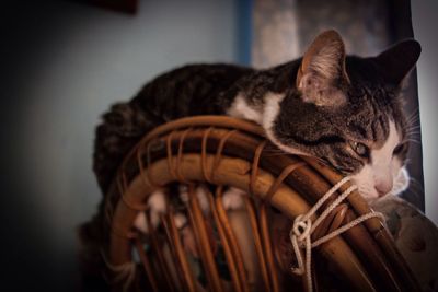 Close-up of kitten in basket