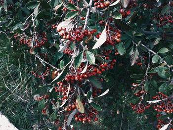 Close-up of red berries growing on tree