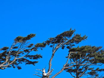 Low angle view of trees against clear blue sky