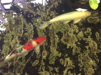 Close-up of koi fish in water