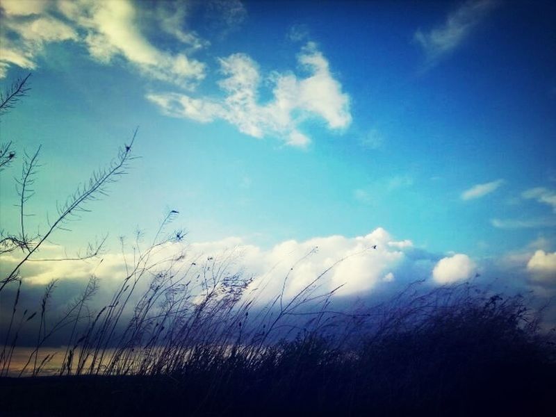 sky, tranquility, tranquil scene, scenics, beauty in nature, cloud - sky, nature, cloud, field, landscape, growth, plant, blue, silhouette, grass, idyllic, cloudy, outdoors, horizon over land, no people