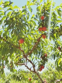 Low angle view of fruits on tree