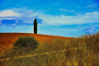 Scenic view of field against sky