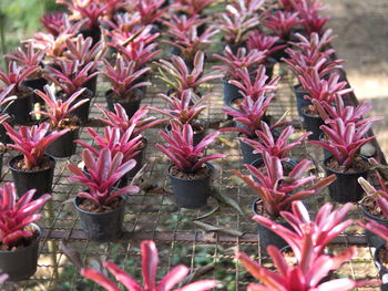 Close-up of potted plants