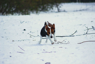 Dog in snow on land