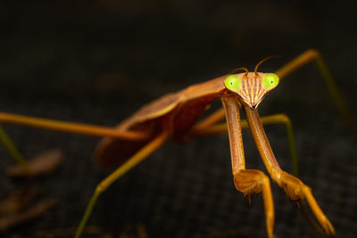 Close-up of insect