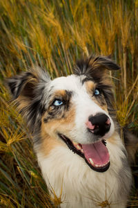 Close-up of dog looking away on field