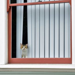 Cat on window sill