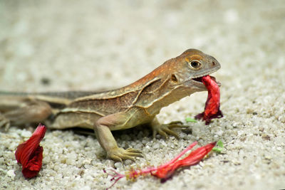 Close-up of lizard on rock