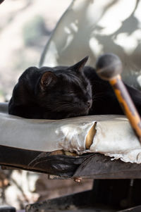 Close-up of a cat