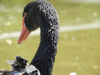 Close-up of swan