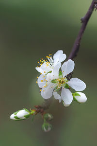 Close-up of white cherry blossom tree