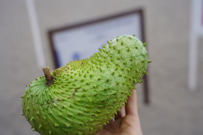 Close-up of hand holding leaf