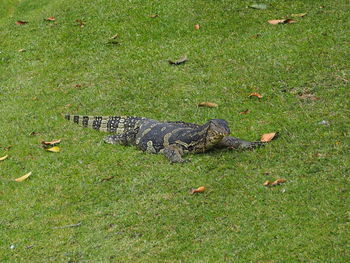 Lizard on grass