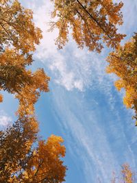 Low angle view of trees against sky during autumn