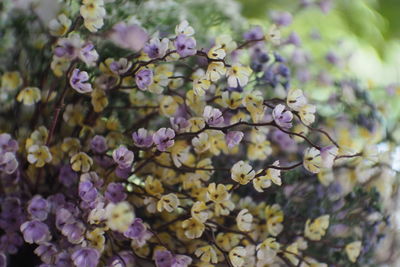 Close-up of purple flowering plants