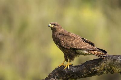 Close-up of bird perching on rock