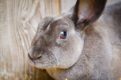 Close-up of rabbit